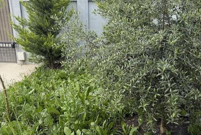 Casă cu 4 camere în Mărăcineni - 3