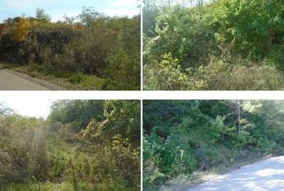 Teren extravilan Tamboesti ; ID: R2832805 - 2