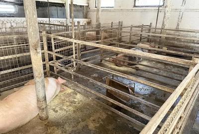 Spațiu comercial, de 500 mp, în Șimian - 3