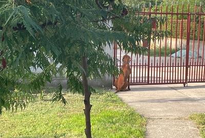 Comuna Marzanesti, sat Valea Parului, str Lalelelor, Teleorman - 16