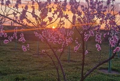 Teren agricol extravilan de 70000 mp, în 3 Insule - 7