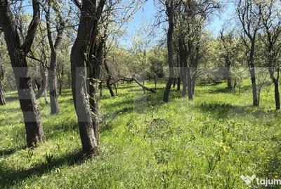 Casă cu 4 camere cu Teren 5000 Mp în Petrindu - 7