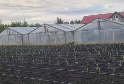 Casă cu 4 camere cu Teren 4300 Mp în Chirnogi - 5