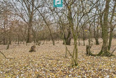 Teren extravilan de 5000 mp, în Periam - 29
