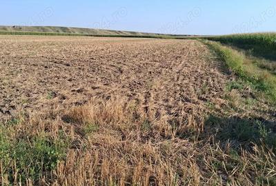 MCD Expert Imobiliare Vanzare teren agricol, Zona Izvoare MCD Expert Imobiliare Vanzare teren agricol, Zona Izvoare - 6