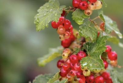 Teren agricol intravilan de 7603 mp, în Delenii - 2