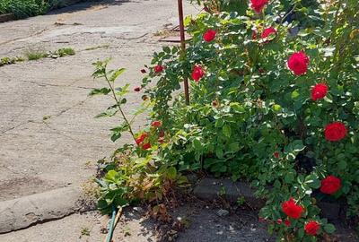 Casă cu 3 camere cu Teren 579 Mp în Florilor - 5