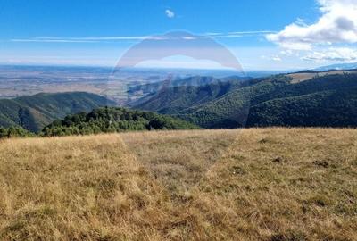 Teren agricol extravilan de 5609 mp, în Gura Râului - 4