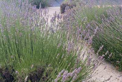 Vanzare casa Paradisul Verde Corbeanca - 14