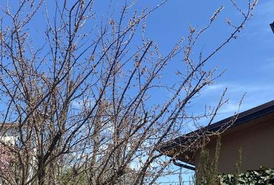 Casă cu 4 camere cu Teren 150 Mp în Cernica - 1