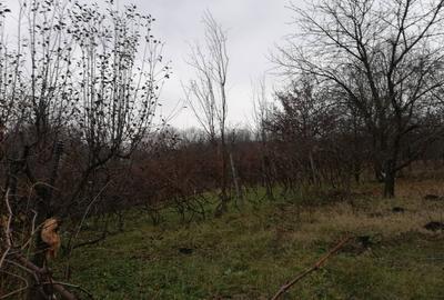 Casă cu 6 camere cu Teren 1848 Mp în Pașcani - 1