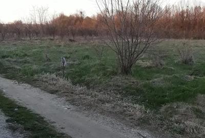 Teren de 3200 mp, în Cocu - 5