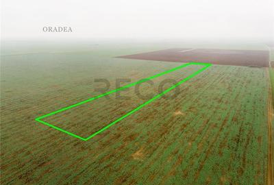 Teren intravilan de 5800 mp, în Livada de Bihor - 6