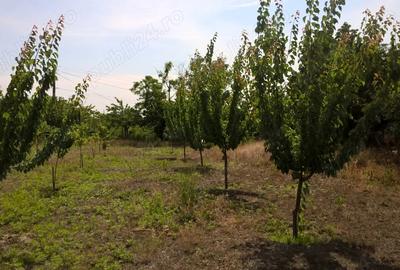 Casă cu 4 camere cu Teren 3000 Mp în Ostrov