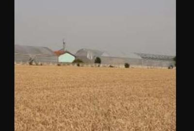 Spațiu industrial, de 7,300 mp, în Uivar - 4
