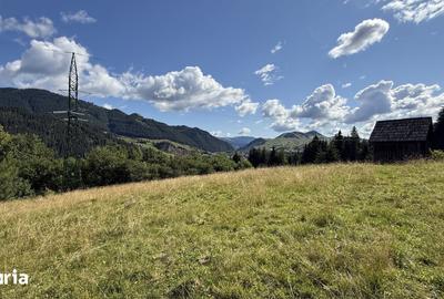 Teren de 5620 mp, în Pojorâta