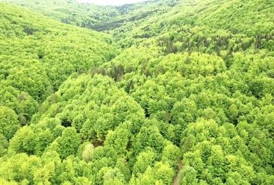 Teren de 20000 mp, în Central - 4