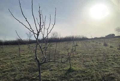 Teren de 8700 mp, în Ramna - 3