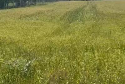 Teren Construcții intravilan de 1800 mp, în Hanu Conachi - 3