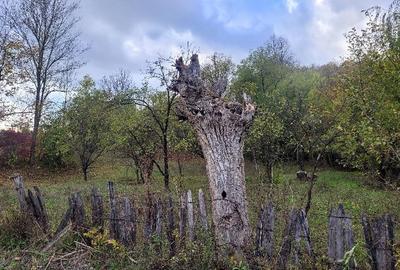 Casă în Drăgăneasa - 3
