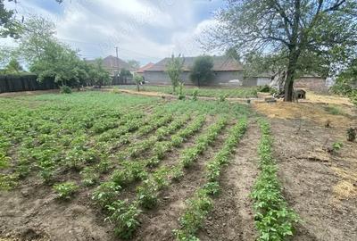 Casă cu 2 camere cu Teren 1339 Mp în Zimandu Nou
