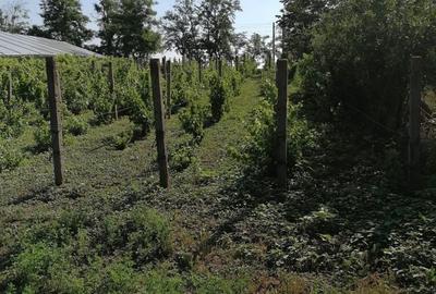 Teren de 2100 mp, în Umbrărești