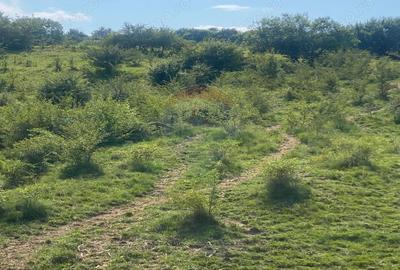 Teren de vanzare 8,700 mp Tarlungeni, comision 0 cumparator - 5