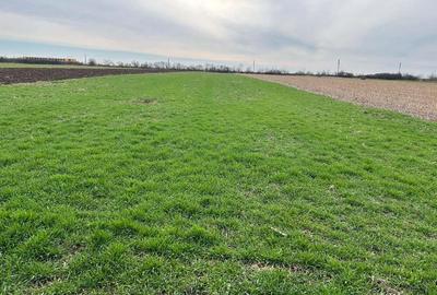 Vand parc.teren 7.800 mp(38x203),extravilan(posib.intravilan)la inrare in Zadareni - 6