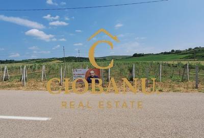 Teren intravilan cu PLANTATIE DE GOJII de vanzare in Racari