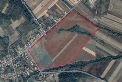 Teren de 500000 mp, în Borăscu - 6