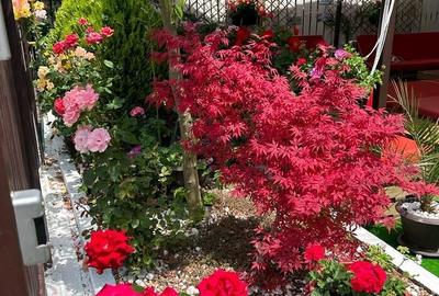 Ultracentral Pensiune Costinesti 19 Camere - 2