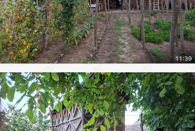 Gospodarie superba cu 3 dormitoare 2 bai si gradina - 2