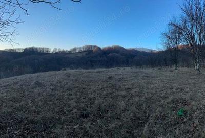Teren de 4000 mp, în Gurguiata - 7