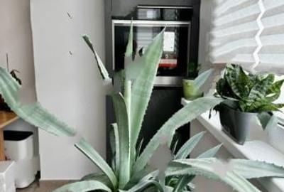 Arc de Triumf,bl.1986.reabilitat,DECOMANDATA,Amenajata,Libera - 2