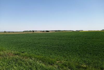 Teren intravilan 5114 mp in comuna 1 Decembrie - Ilfov Teren intravilan 5114 mp in comuna 1 Decembrie - Ilfov - 3