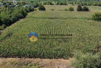 Teren intravilan 3866 mp Dumbrava Rosie - 4