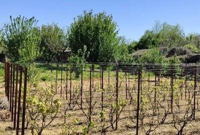 Casă cu Teren 1542 Mp în Mitreni - 2