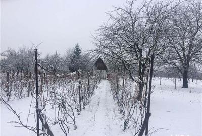 Teren de 1500 mp, în Salonta - 3