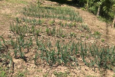 Casă în Aurel Vlaicu - 1