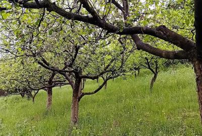 Teren de 8500 mp, în Poiana Aiudului - 2
