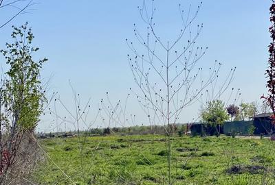Teren vis a vis Laguna Albastra, Corbeanca - 7
