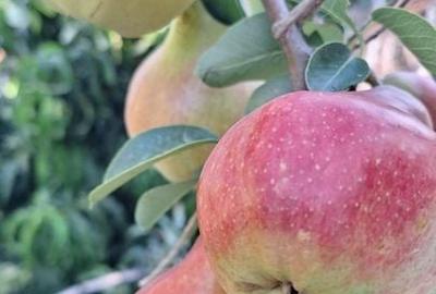 VILA UNICAT ULTRALUX P+1 +CASA CU TEREN 1412MP ZONA PALAZU MARE - 13