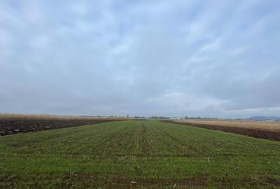 Teren agricol extravilan de 1300 mp, în Marginea - 5