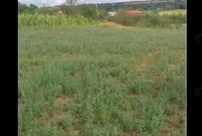 Teren de 3750 mp, în Husasău de Tinca - 4