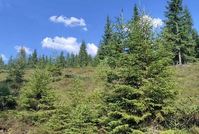 Spațiu comercial, în Poiana Horea - 4