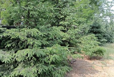 Casă cu 5 camere cu Teren 1222 Mp în Scorțaru Vechi - 11