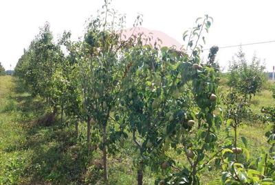 Vanzare teren Livada - Ferma Arges - Izbasesti / DN 142 l... - 4