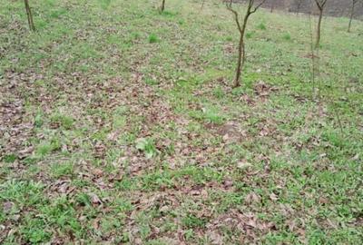 Teren intravilan de vanzare in Calarasi langa Turda! - 4