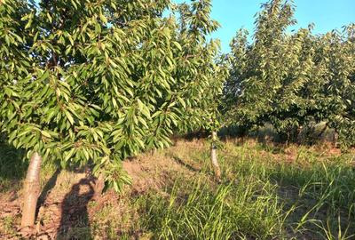 Casă cu 3 camere în Cândești - 9