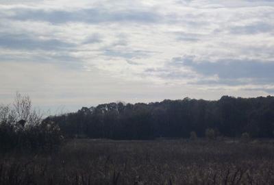 Teghes-Caragea Voda - 10